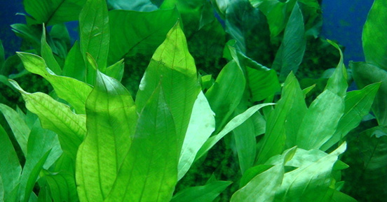 苦草的經(jīng)濟(jì)價(jià)值有哪些呢？